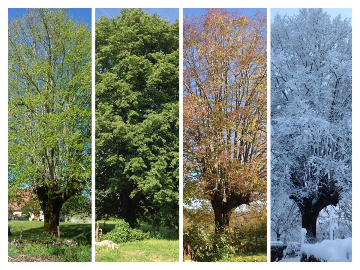 A L'Ombre Du Tilleul Comiac Exteriér fotografie